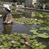 Timelapse: The Brooklyn Botanic Garden's Lily Pool